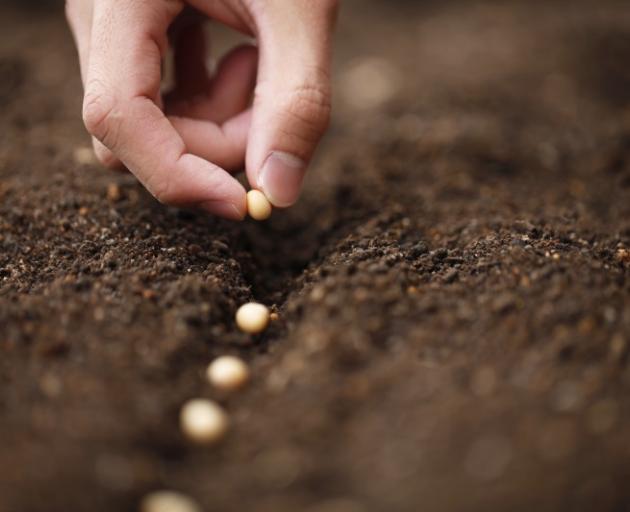 Being cautious when sewing seeds will pay off later. Photo: Reuters 