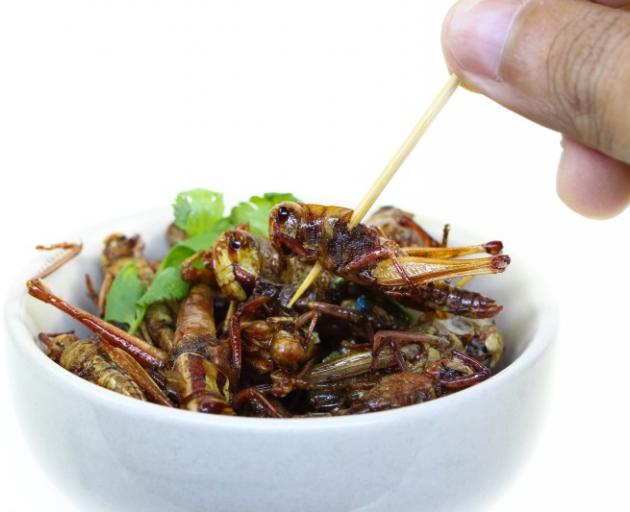 Insects are high in protein and other micronutrients and like a miracle food in terms of environmental sustainability. Photo: Getty Images Insects are high in protein and other micronutrients and like a miracle food in terms of environmental sustainability. Photo: Getty Images