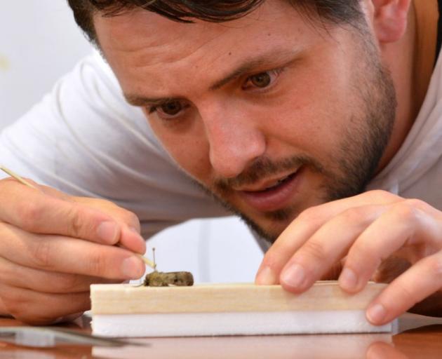 University of Otago MSc student Max Buxton pins out the Australian moth hat flew the Tasman.  PHOTO: GERARD O’BRIEN