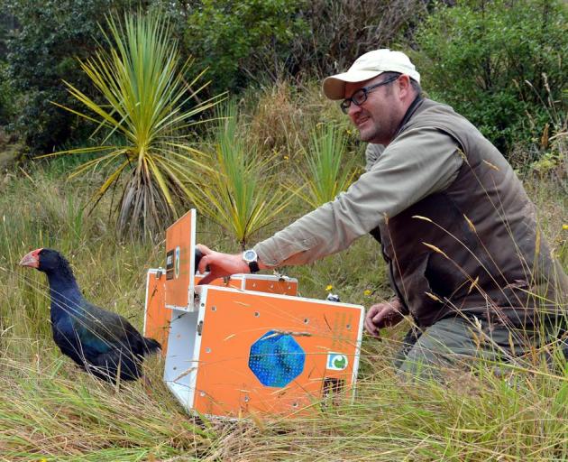 Marokopa, a female takahe, is released by Orokonui Ecosanctuary conservation manager Elton Smith yesterday. Photos by Gerard O'Brien.