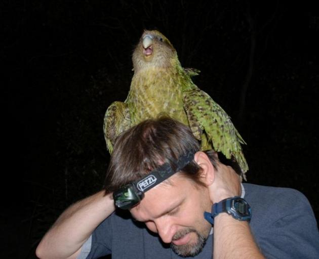 University of Otago Associate Professor Bruce Robertson survives a close encounter with a kakapo in this photograph, taken about 2007. Photo: supplied