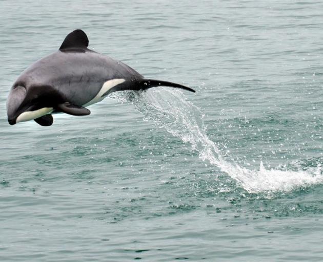 A Hector’s dolphin frolicks off Taiaroa Head on Sunday. Photo: Stephen Jaquiery.