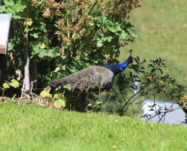 George the peacock makes a break for it through a South Hill backyard yesterday. Photo: Hamish MacLean