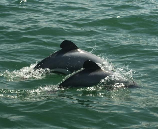It's estimated that there are only 55 Maui's dolphins older than one year left in their native range. Photo: Doc 