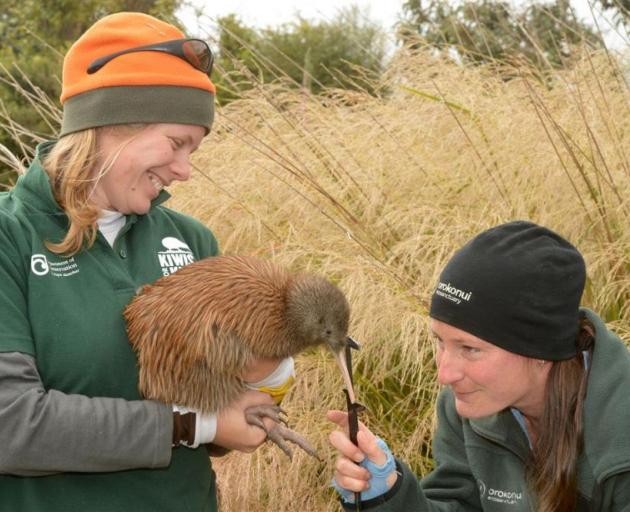 Department of Conservation biodiversity ranger Rose Hanley-Nickolls, of Haast, holds a tokoeka kiwi while Orokonui Ecosanctuary head ranger Kelly Gough, of Dunedin, measures the length of its beak before it was released back into the wild. PHOTO: STEPHEN 