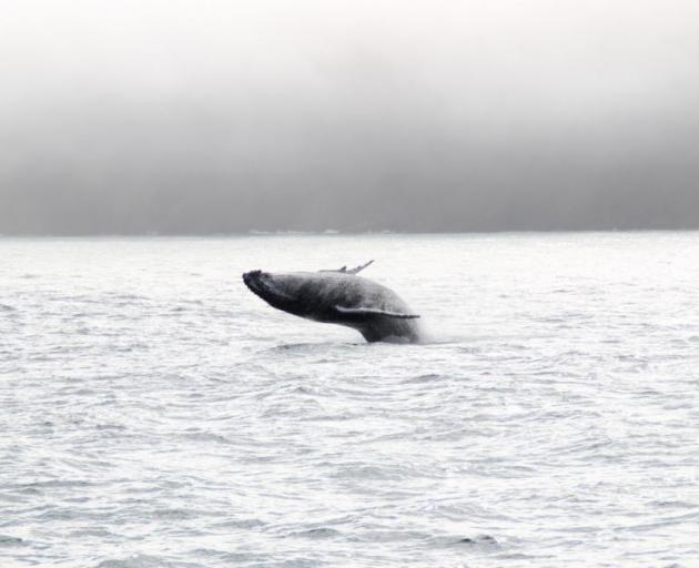 A humpback breaches the waters of Milford Sound. Photo: Jeremy Compton / Southern Discoveries