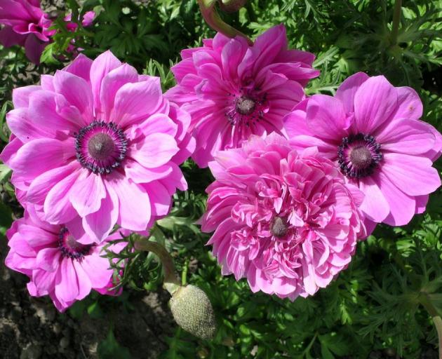 Anemones are hardy corms that grow well throughout Otago and Southland. Photo: Gillian Vine
