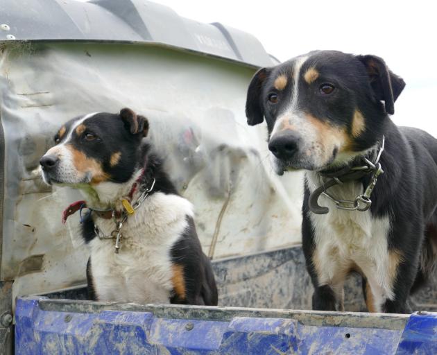 Dogs await the call to action during the tailing drive. Photo: Richard Davison