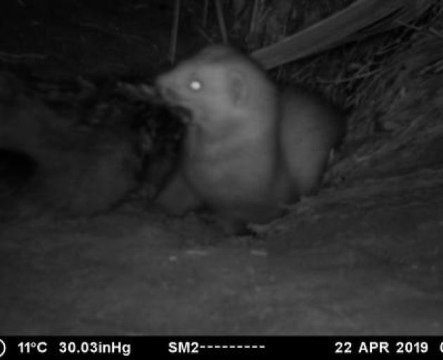 A ferret slipped through the trapline in April, killing the monitored chicks. Photo: Supplied...