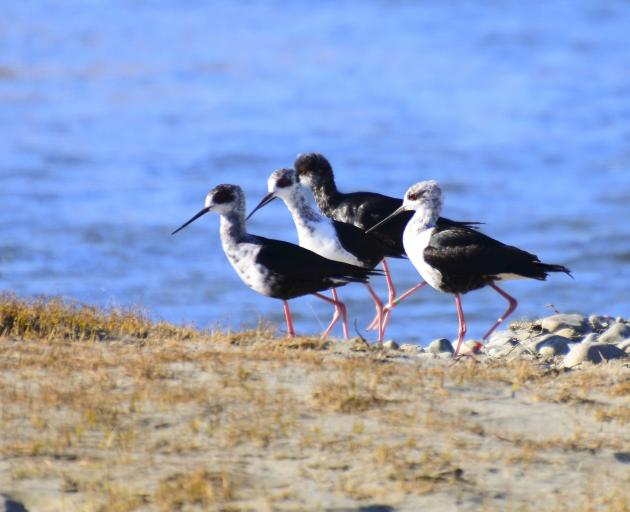 Juvenile kaki in the Mackenzie Basin. Photo: DOC