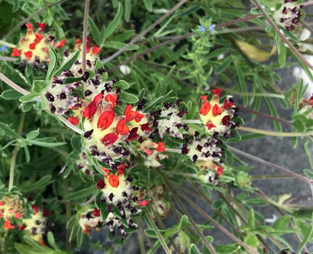 Anthyllis Red Carpet loves a sunny spot. 