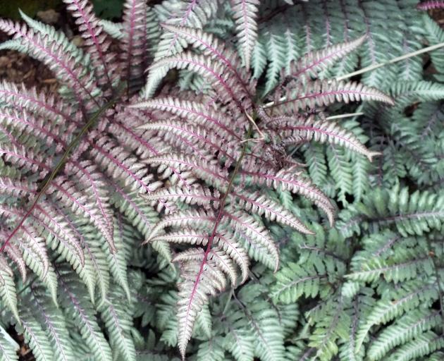 Ursula's Red is a striking form of Japanese painted fern. 