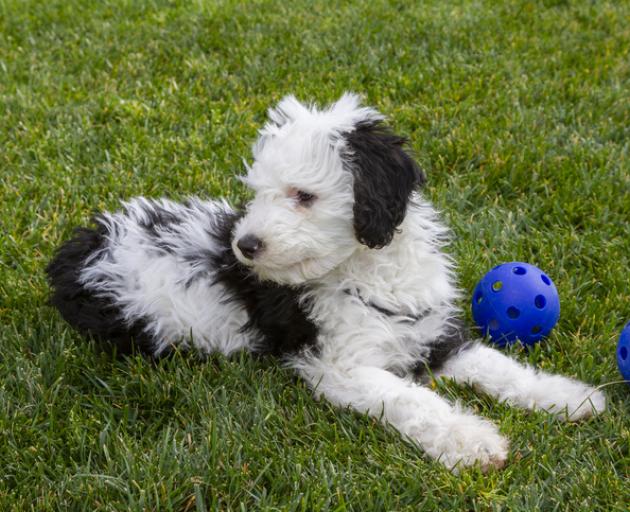 The sheepadoodle named Bunny was trained to communicate using a sound board. Photo: Getty Images
