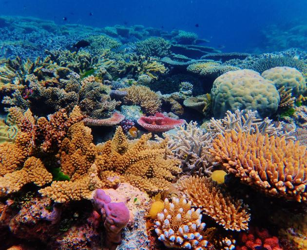 The Great Barrier Reef. PHOTO: GETTY IMAGES