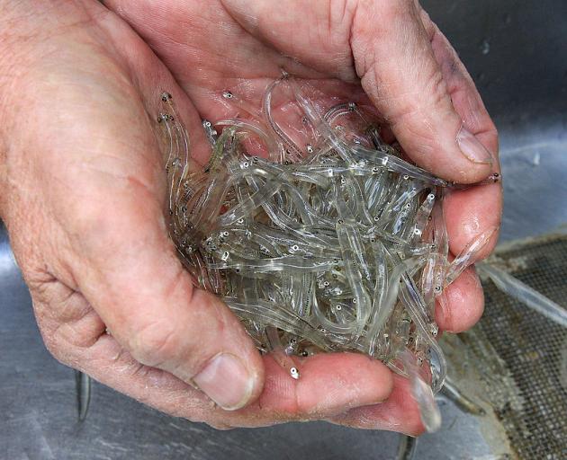 The bill would stop some whitebaiters from fishing in conservation areas. Photo: Getty Images