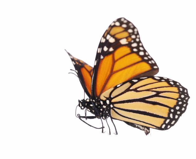 The Monarch butterfly. Photo: Getty Images