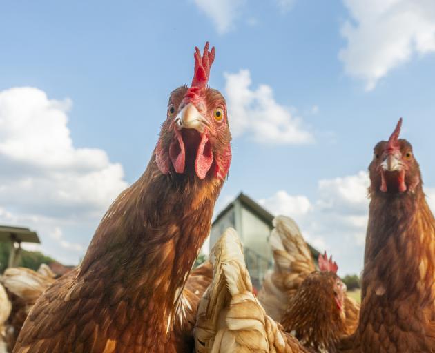 New neighbours can ruffle feathers. Photo: Getty Images 