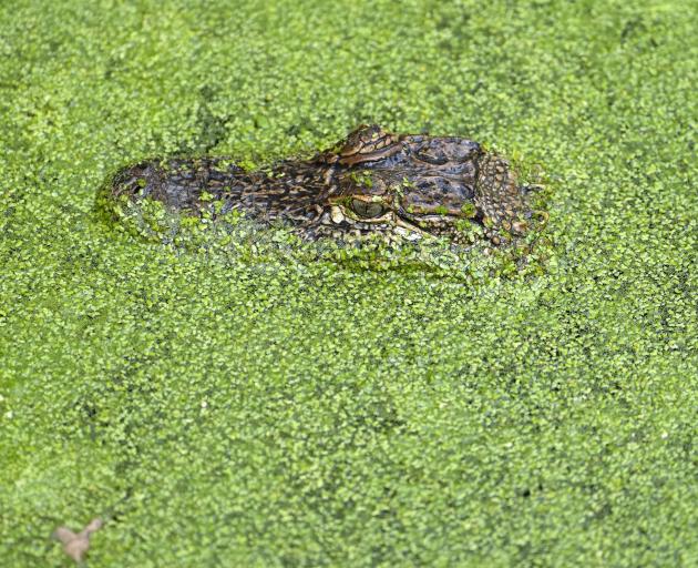 An alligator makes an appearance near the 17th tee during the first round of the Sanderson Farms...