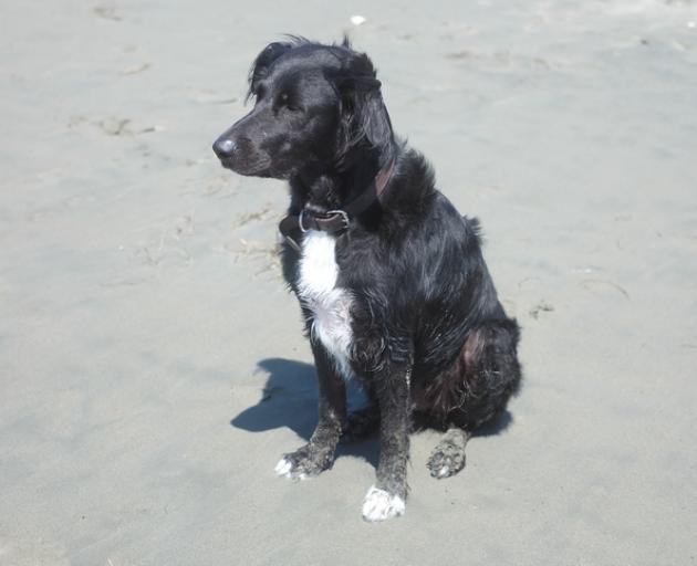 The city council’s updated dog bylaw and policy came into effect on Monday. Dogs are now...