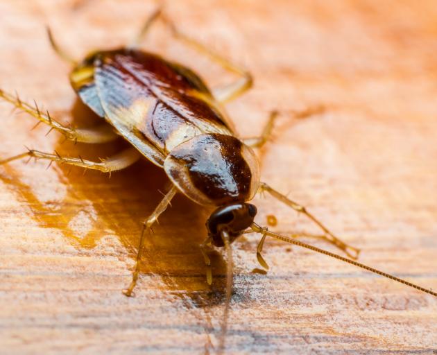 Most staff chose to stay despite the punishments, including eating cockroaches. Photo: Getty Images 