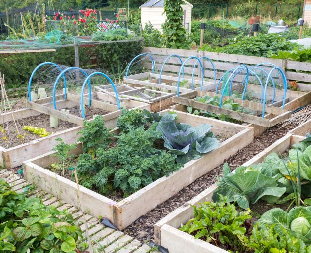 The Stop Community Food Centre in Toronto has grown from simply providing food for the hungry to helping them grow their own produce in community gardens. Photo: Getty Images
