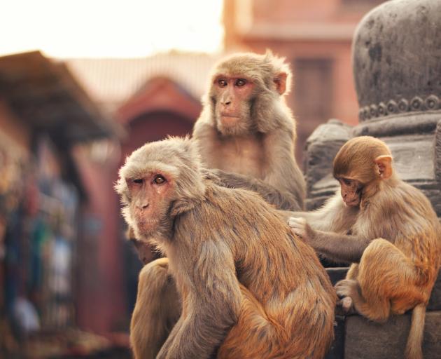 Photo: Monkeys are a common sight at temples in Asia. Photo: Getty Images