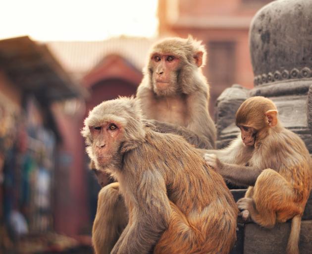 Photo: Monkeys are a common sight at temples in Asia. Photo: Getty Images 