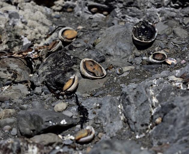 Many paua died after the 2016 quake as they were no longer covered by water. The Kaikoura...