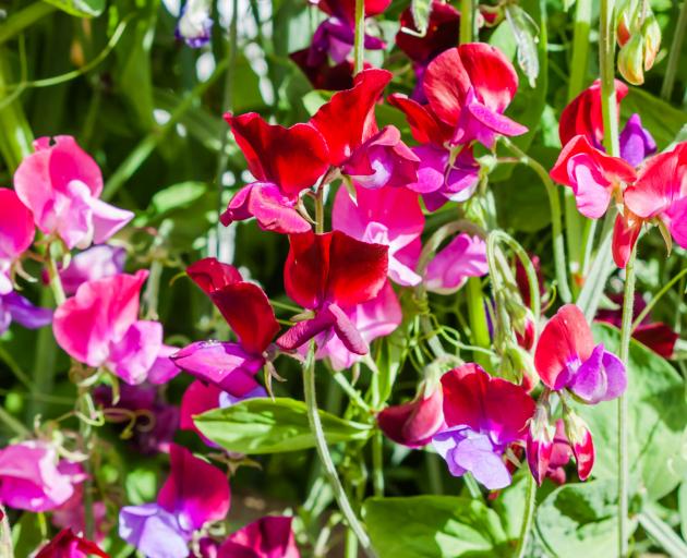 Sweet peas will offer months of harvests if you pick them regularly. Photo: Getty Images 