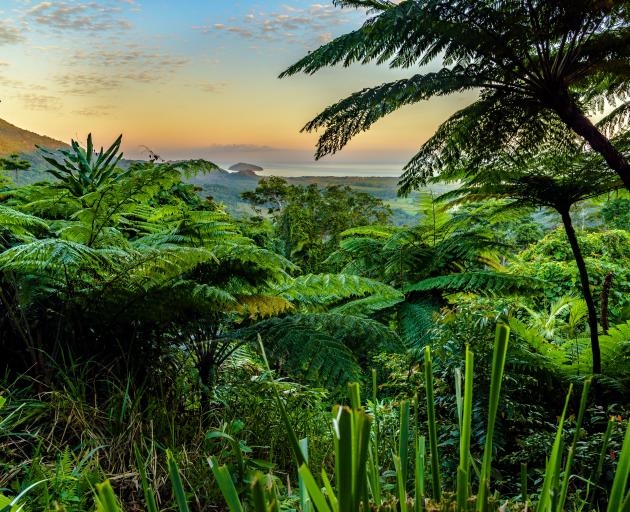 Mount Alexandra lookout at Daintree Rainforest. PHOTO: GETTY IMAGES