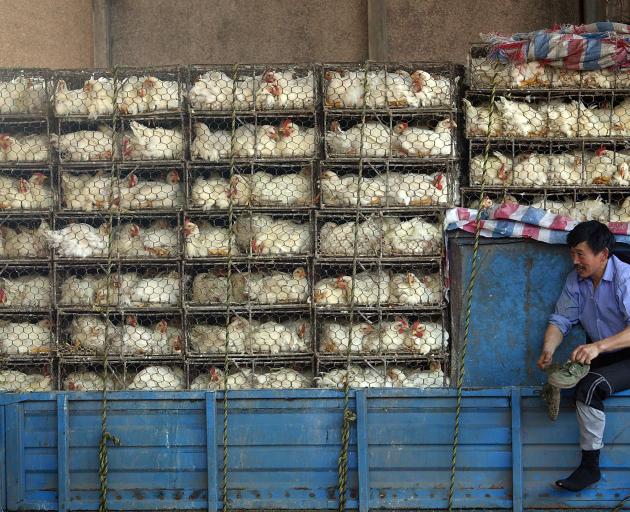 Caged chickens at a poultry  market in Nanjing, China, in 2007. At the time, Chinese state media...