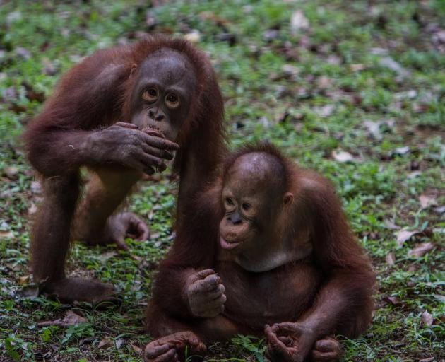 Two baby Borneo orangutan in Jakarta. Photo: Getty Images 