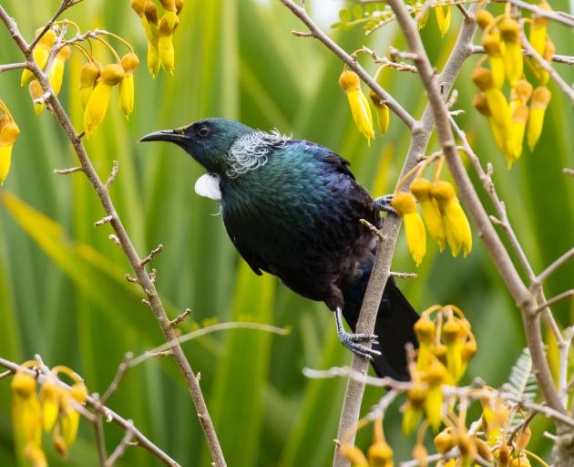 A tui feeding on kowhai. Photo: Getty Images 