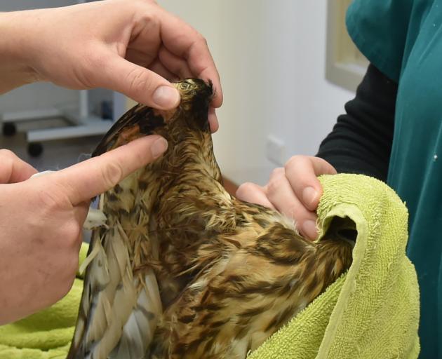 The injured hawk's right wing. PHOTOS: GREGOR RICHARDSON

