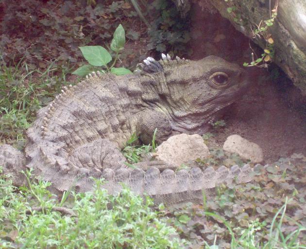 Henry the tuatara. PHOTO: PETER DOWDEN