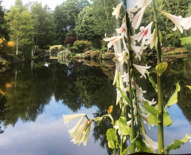 Himalayan lilies (Cardiocrinum giganteum) tower over one of Maple Glen’s ponds.