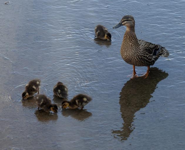 A mum and her ducklings in Albert Stream. Photo: Geoff Sloan