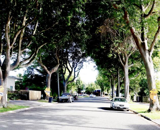 The trees are estimated to be about 75-years-old and create a canopy over Emmett and Riselaw Sts....