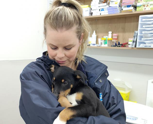 Sam Cairns with a new puppy at the SPCA Christchurch Centre. Photo: Darryl Baser