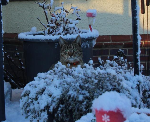 Bertie is not sure of his first outing in the snow in Ranfurly. Photo: Susan Pike