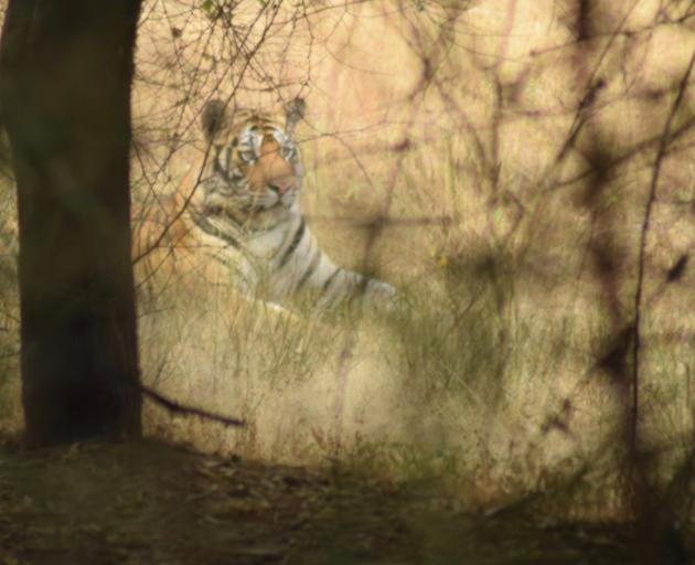 A male tiger lounges in the brush of Bandhavgarh National Park.