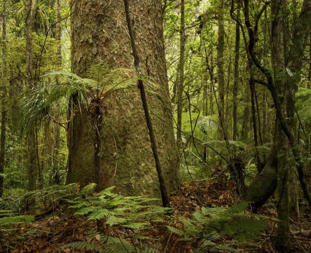 Kauri trees in Auckland, the Coromandel and Northland are dying from a soil-borne fungal disease....