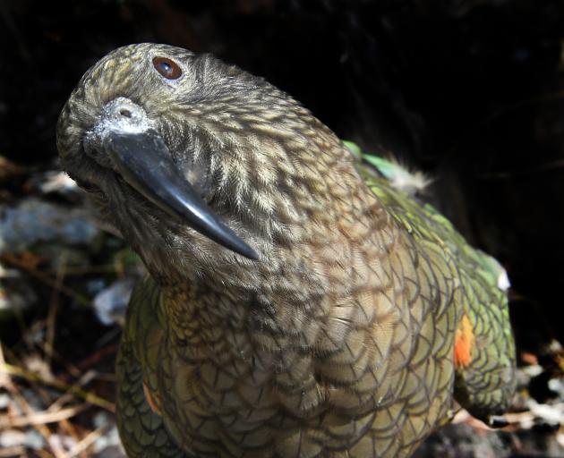 The kea's natural curiosity gets it into trouble. When exploring populated areas the birds can get hit by cars or stuck in man-made objects. Photo: Stephen Jaquiery