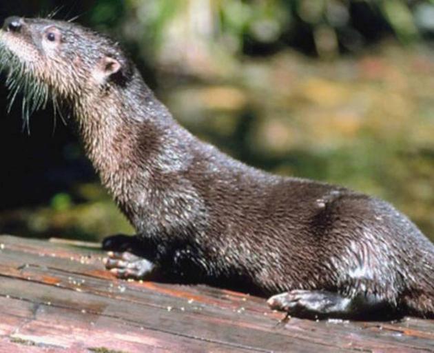 Jin the Asiatic short-clawed otter made a dash for freedom from Auckland Zoo in 2006 and became...