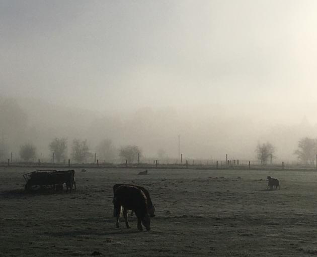 A foggy, frosty start to the day in Millers Flat. Photo: supplied