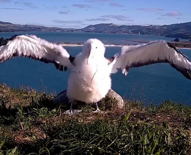 Moana believes other birds, including Buller’s Shearwaters, are a "little common".