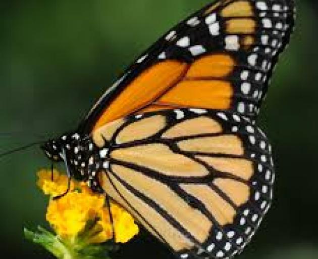 The number of Monarchs seen around the country was minimal at best leading up to Christmas. Photo...