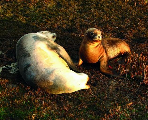 A fur seal mother and her pup. PHOTO: MARCHELL  LINZEY