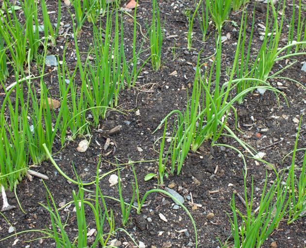 Sown in autumn, onions are ready to plant out in spring. 