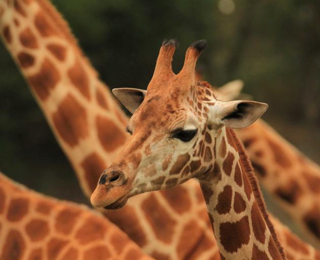 Orana Wildlife Park's new 20-month-old female giraffe, Kamili. Photo: Orana Wildlife Trust